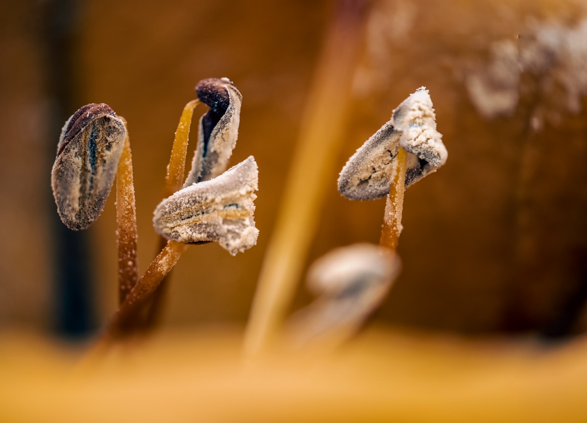 Grains de café gelés, textures contrastées, couleurs chaudes.